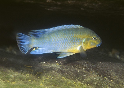 Pseudotropheus sp. 'williamsi north' Nkhata Bay